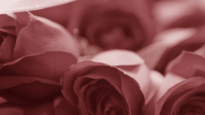 What Happens Behind the Scenes: The Care You Don’t Always See banner background photograph