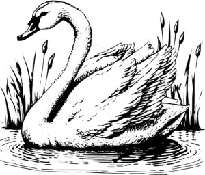Swan graphic