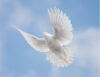 A photo of Brenda May Sparrow