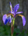 A photo of Iris Starbuck