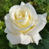 A photo of Sheila Ward