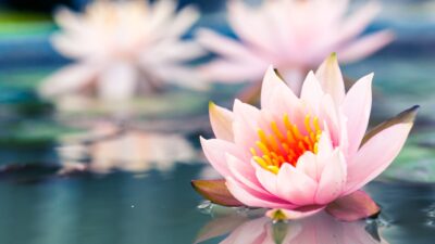 Care For Families banner background photograph