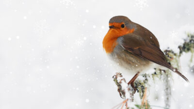 2024 banner background photograph
