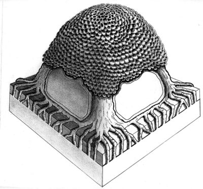 A photograph from the G. Seller archive.