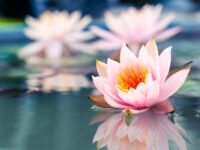 Care For Families page photo