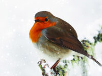 Service Of Reflection (Home) page photo